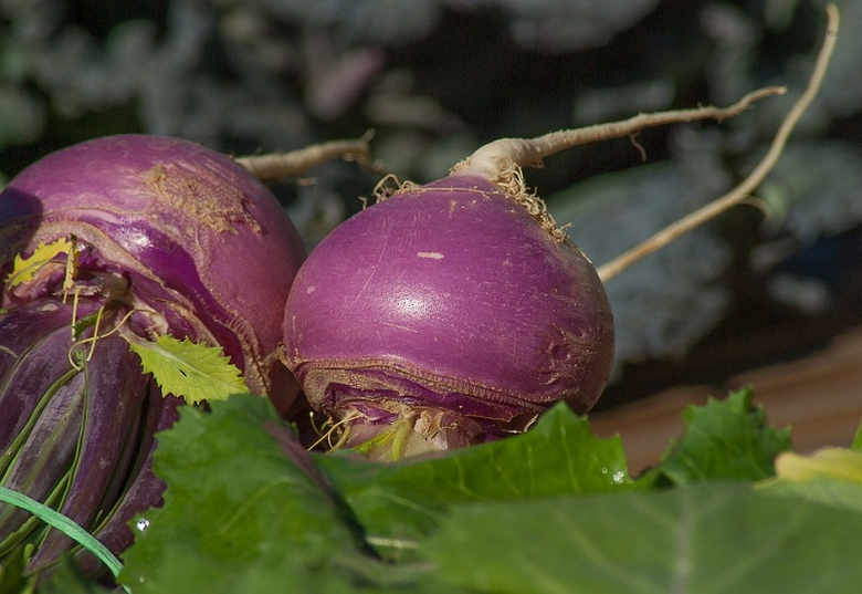 Power turnip